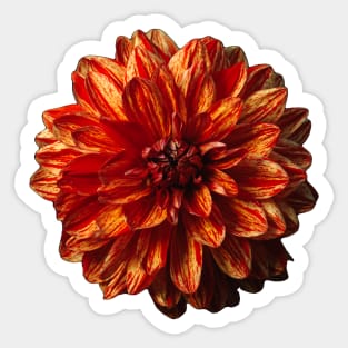 Neo Dahlia Still Life Sticker